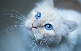 一只双瞳猫多少元？ 蓝眼白猫多少钱一只土猫