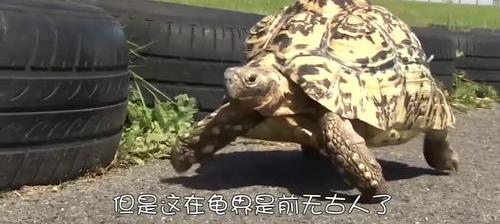 吉尼斯世界纪录最大的乌龟？ 乌龟寿命吉尼斯纪录