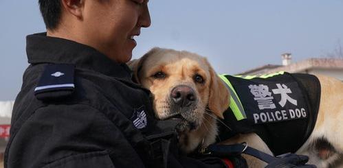 警犬体能训练方法？ 警犬训练手势图解