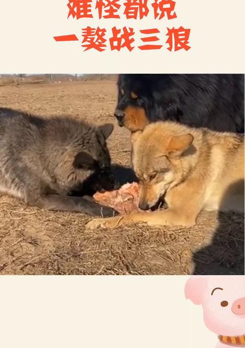 鬼脸獒王是怎么产生的？ 鬼脸獒王vs比特