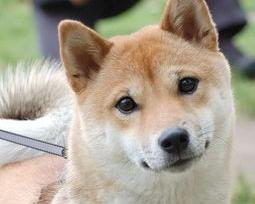 柴犬怎么能发出笑的表情？ 柴犬北登微笑
