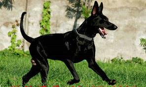 黑狼犬价格 巨型黑狼犬多少钱一只