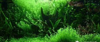 北京哪有卖海水鱼的。 水草论坛哪个好
