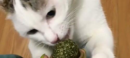 什么是猫薄荷？ 猫薄荷是什么意思