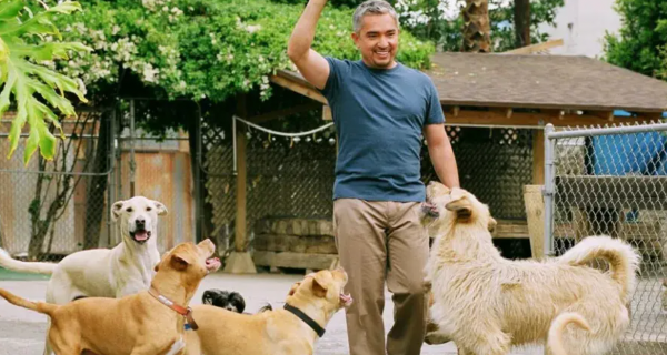 训犬师资格证怎么考 训犬师联系方式