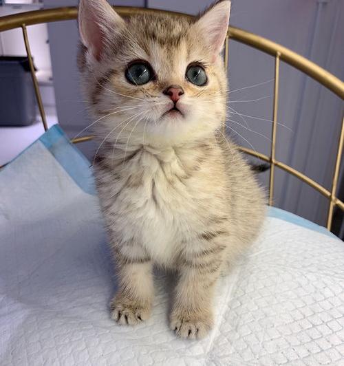 广州哪里有专门卖猫宠物市场啊？ 广州哪里买宠物猫