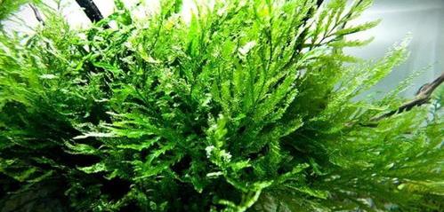 水草有哪些品种？ 水草品种大全