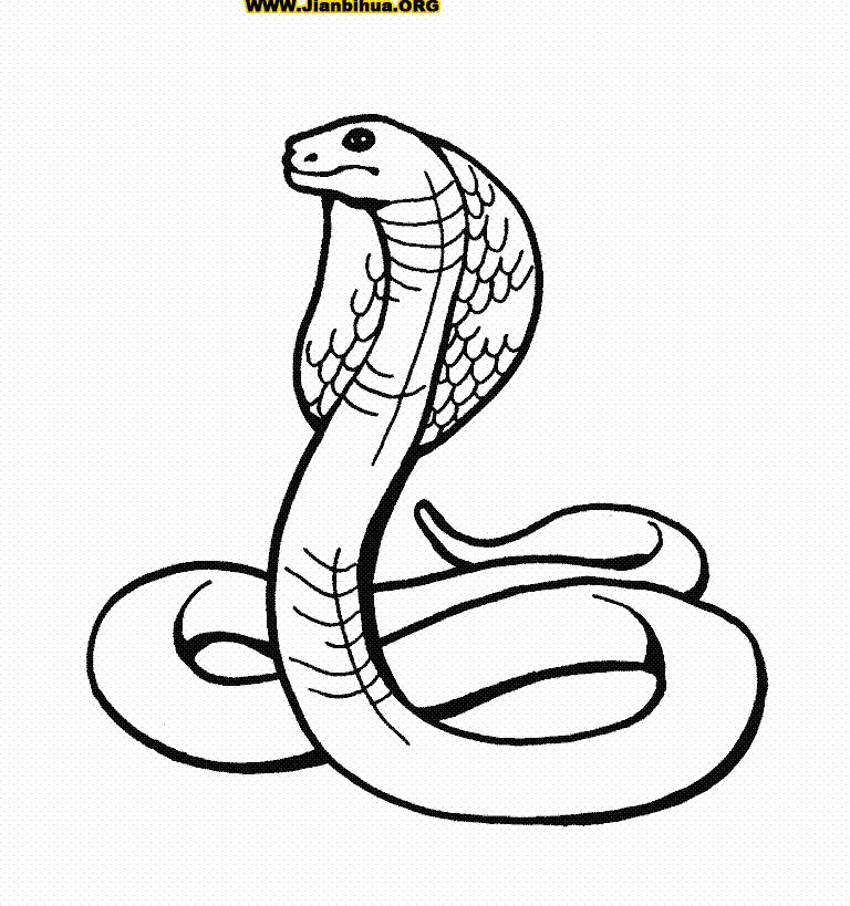 眼镜蛇睡觉简笔画？ 眼镜蛇怎么画才吓人