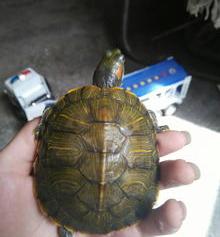 深水龟最好养的品种有哪些？ 深水龟最好养的品种有哪些