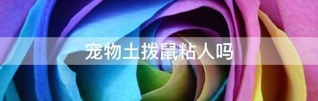 土拨鼠代表什么意思？ 宠物土拨鼠