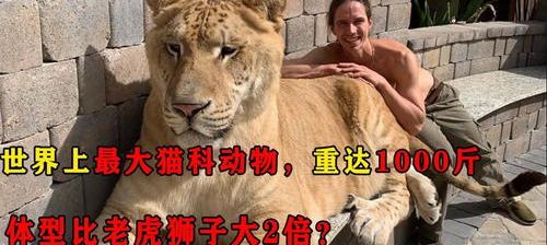 最大的猫科动物是哪种动物？ 史上最大的猫科动物
