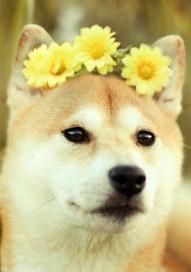 柴犬有哪几种 柴犬狗狗大全可爱