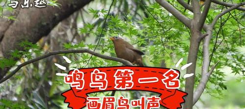鸟的叫声有哪些呢? 野生鸟叫声大全