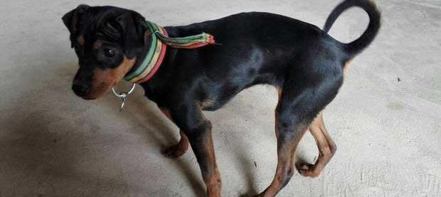 短腿红狗是什么狗？ 红犬是什么品种的狗