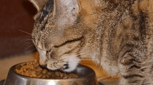 国产猫粮十大最佳品种？ 十大猫粮