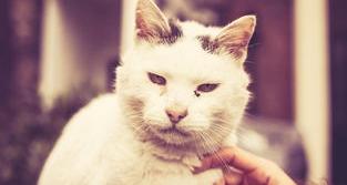 黑虎斑猫多少钱？贵不？ 黑虎斑猫多少钱一只