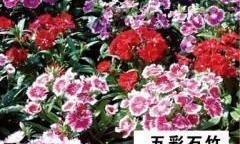 五彩石竹怎样种？ 五彩石竹