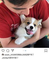 如何鉴别柯基幼犬的纯度？ 纯种柯基标准