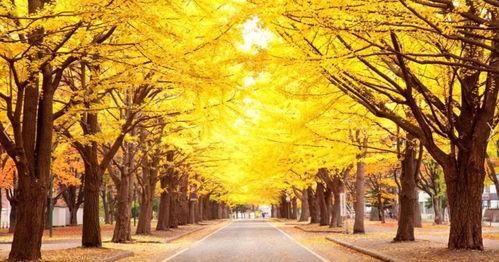 北海道大学世界排名 北海道大学医学院世界排名