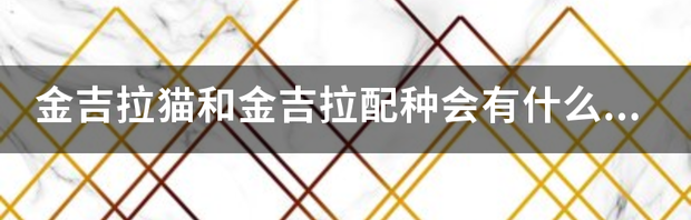 金吉拉和折耳那种好？ 折耳金吉拉猫