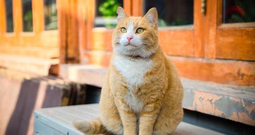 橘猫多大算成年？ 成年橘猫多少钱一只