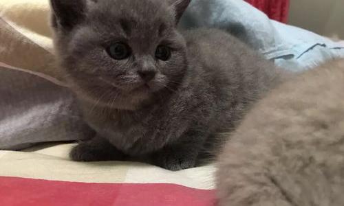 英短蓝猫折耳是怎么来的？ 英短蓝猫折耳猫