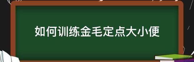 金毛三个月了怎么教它大小便？ 成年金毛训练大小便