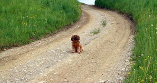 西藏猎犬怎么养？ 西藏小猎犬