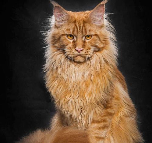 如何鉴定缅因猫的品种好坏？ 缅因猫品种介绍与图解