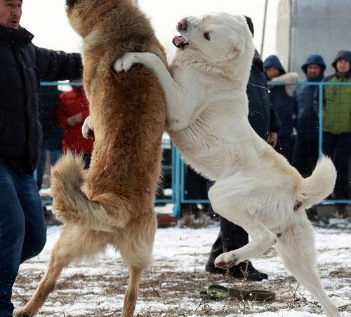 德牧马克斯在哪个犬舍 大连德牧俱乐部官网