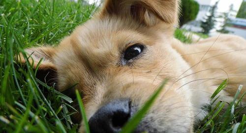 土狗的寿命有多长？ 土狗寿命有多长时间