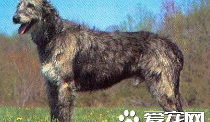 什么是爱尔兰水犬(IrishWaterSpaniel)？ 爱尔兰国犬