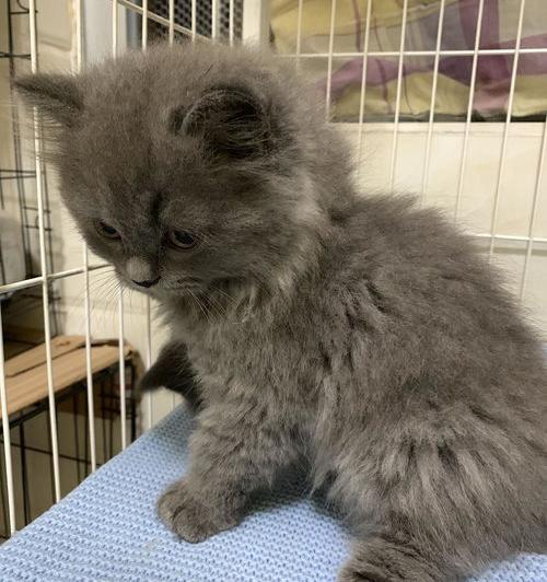 英短长毛的蓝猫值多少钱？ 英国长毛蓝猫