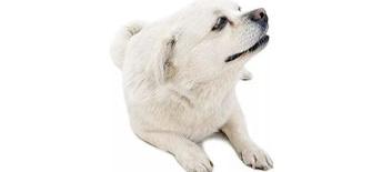 长毛的中华田园犬是哪种？ 京巴犬是中华田园犬吗
