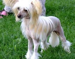 比熊犬什么颜色最贵 冠毛犬贵不贵