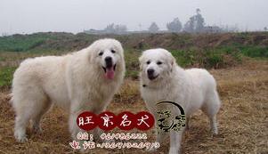 怎么分辨大白熊纯种？ 纯种大白熊犬