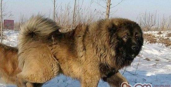 如何判断高加索幼犬的品相？ 高加索犬怎么挑选