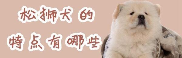 松狮的优缺点？ 松狮犬特点
