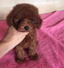 贵妇犬体型可以长多大？ 微小体贵宾犬