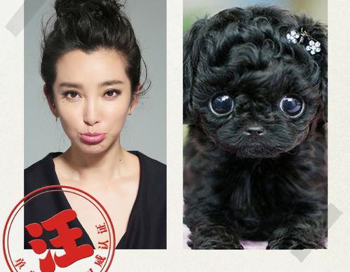 小泰迪睡觉半睁眼翻白眼咋回事？ 狗狗睡觉半睁眼翻白眼抽搐