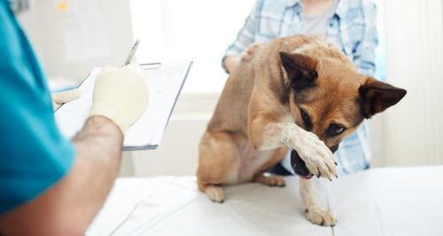 狗翻肠子怎么办？有哪些症状 幼犬翻肠子有什么症状