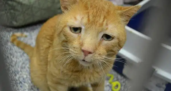 猫咪不吃东西怎么办？ 猫咪不吃东西怎么办