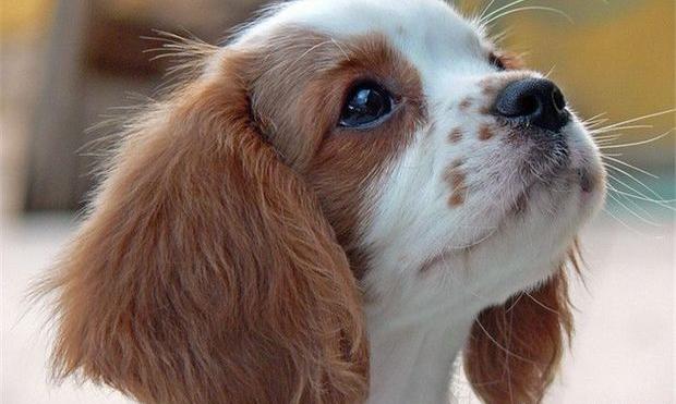 查理王小猎犬掉毛吗 正常狗狗都会掉毛哦！ 查理王小猎犬掉毛厉害怎么办