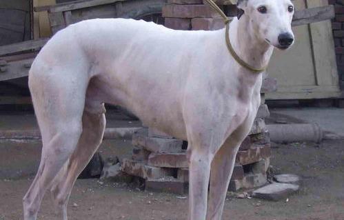 格力犬有哪些体征和特点？ 纯的清楚格力犬简介