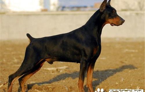 杜宾的攻击力怎么样？ 杜宾犬有攻击性吗