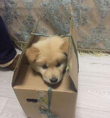 有没有一种体型很小并且毛很长的狗呀？（说品种）？ 小体型狗狗哪个品种比较好养