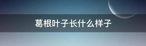 葛根叶子长什么样子？ 葛根和叶子