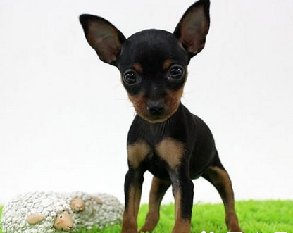 乐嘉的杜宾犬是什么品种？ 狗的品种杜宾犬