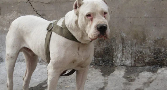 杜高犬打猎怎么样？ 杜高打猎打架