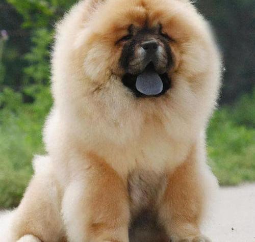 松狮犬咬人的不？ 松狮咬人